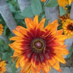 2014-07-13_16.37.33_Sony_C6903_ISO64