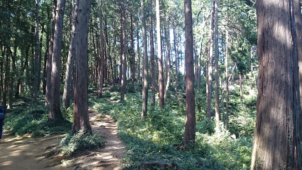 山頂への分岐点。左へ行くと雨乞いの池、右へ行くとアニメと同じルートです。