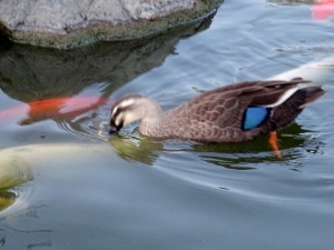 2014-10-11_16.49.07_SONY_DSC-HX60V_ISO800