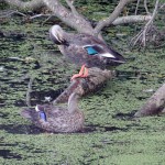 2014-10-26_09.54.14_SONY_DSC-HX60V_ISO800