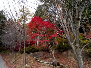 2014-11-07_10.01.24_SONY_DSC-HX60V_ISO80