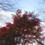 2014-11-07_10.03.58_SONY_DSC-HX60V_ISO80