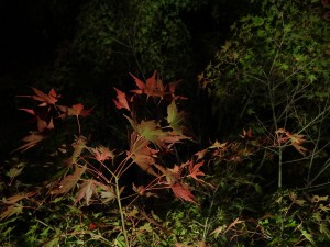 2014-11-07_18.53.02_SONY_DSC-HX60V_ISO800