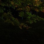 2014-11-07_19.03.24_SONY_DSC-HX60V_ISO800