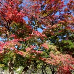 2014-11-14_14.02.44_SONY_DSC-HX60V_ISO80