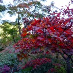 2014-11-14_14.23.39_SONY_DSC-HX60V_ISO100