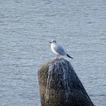 2014-11-22_08.34.14_SONY_DSC-HX60V_ISO160