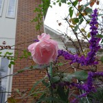 2014-11-30_14.07.45_SONY_DSC-HX60V_ISO80
