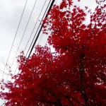 2014-11-30_14.10.10_SONY_DSC-HX60V_ISO80