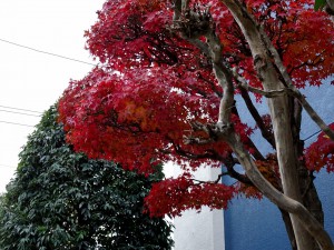 2014-11-30_15.21.35_SONY_DSC-HX60V_ISO320