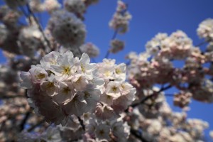 2015-03-28_16.19.16_SONY_ILCE-7S_ISO100_F6.3_1／500sec