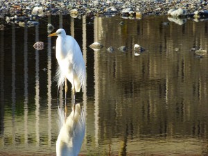 2015-03-05_07.10.11_SONY_DSC-HX60V_ISO320