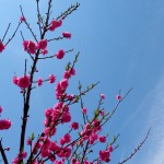 2015-04-16_11.07.30_SONY_DSC-HX60V_ISO80_F3.5_1／1600sec