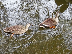 2015-04-04_12.37.42_SONY_DSC-HX60V_ISO400_F5.0_1／80sec