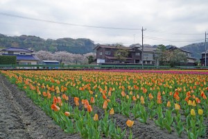 2015-04-09_13.42.30_SONY_ILCE-7S_ISO100_F11.0_1／160sec