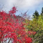 2015-12-03_15.49.34_SONY_DSC-HX90V_ISO400_F4.5_1／80sec-HDR