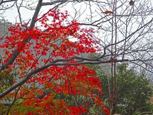 2015-11-18_14.46.01_SONY_DSC-HX90V_ISO800_F5.0_1／80sec