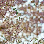 2016-04-06_15.51.29 SONY_ILCE-7S_ISO100_AvF6.3_Tv800_240mm_S-1