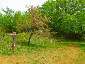 2016-05-02_12.12.47 SONY_DSC-HX90V_ISO80_AvF3.5_Tv400_24mm_P