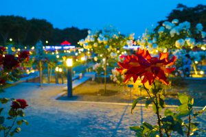 2016-05-22_19.12.30 SONY_ILCE-7S_ISO1600_AvF1.4_Tv6_35mm_A