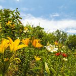 2016-06-10_11.18.01 SONY_ILCE-7S_ISO100_AvF14.0_Tv160_35mm_Landscape