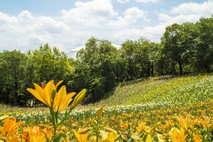 2016-06-10_11.24.20 SONY_ILCE-7S_ISO100_AvF14.0_Tv80_35mm_Landscape