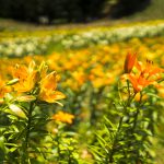 2016-06-10_11.27.39 SONY_ILCE-7S_ISO100_AvF2.0_Tv3200_35mm_A