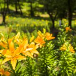 2016-06-10_11.57.55 SONY_ILCE-7S_ISO100_AvF2.8_Tv1250_35mm_A