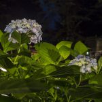 2016-06-11_19.32.31 SONY_ILCE-7S_ISO1600_AvF5.6_Tv25_35mm_M-1