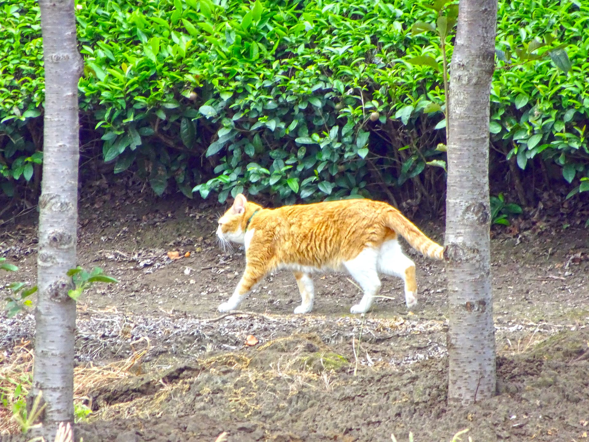 2016-08-15_13.44.17 SONY_DSC-HX90V_ISO500_AvF6.4_Tv250_720mm_P