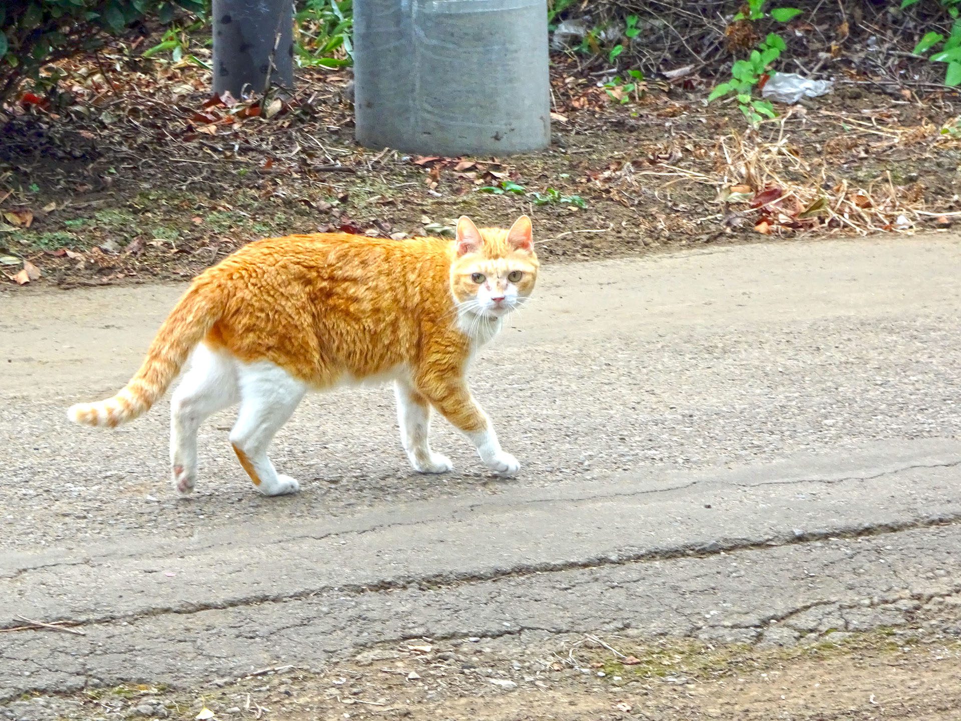 2016-08-15_13.46.37 SONY_DSC-HX90V_ISO200_AvF6.3_Tv200_200mm_P