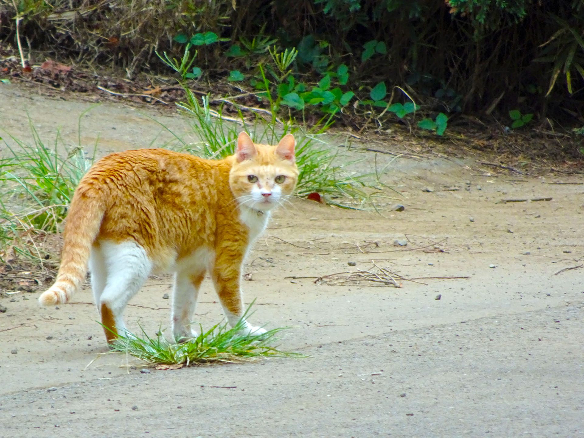 2016-08-15_13.46.56 SONY_DSC-HX90V_ISO320_AvF6.3_Tv250_711mm_P