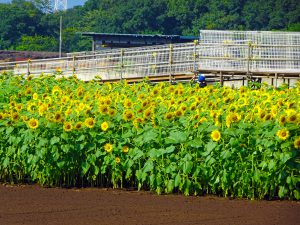 2016-08-17_15.46.25 SONY_DSC-HX90V_ISO80_AvF6.3_Tv250_232mm_P