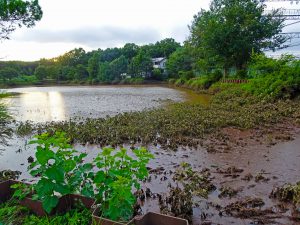 2016-08-23_17.27.26 SONY_DSC-HX90V_ISO80_AvF3.5_Tv80_24mm_P